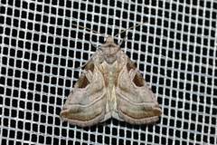 Eucarta virgo