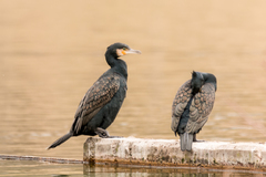 Phalacrocorax carbo