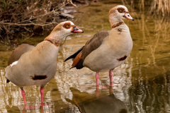 Alopochen aegyptiaca