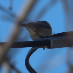 Poecile atricapillus