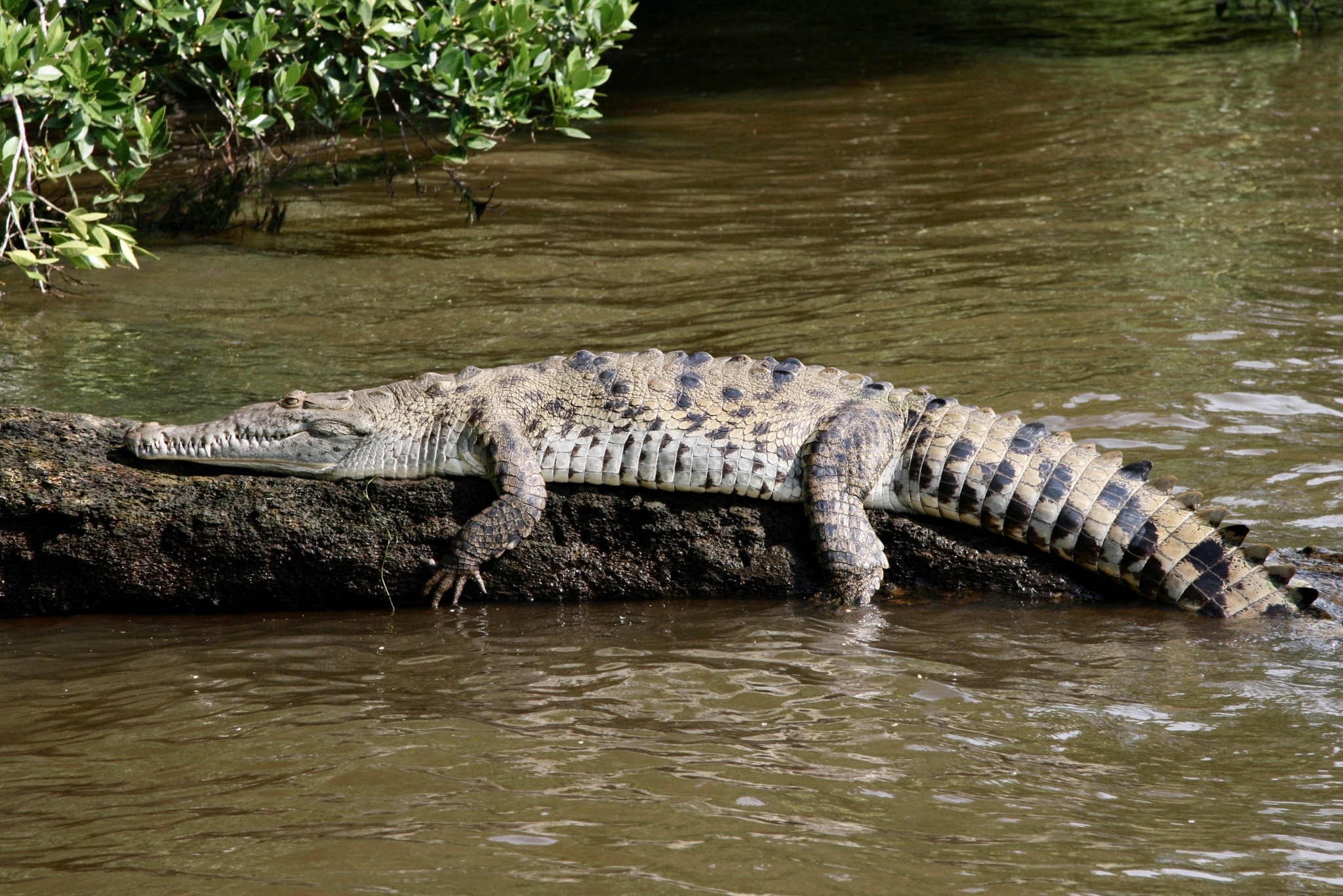 Actualizar 75+ imagen cocodrilo de rio mexicano