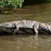 American Crocodile - Photo (c) Dr. Alexey Yakovlev, some rights reserved (CC BY-SA)