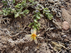 Mutisia sinuata