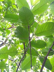 Cladomorphus phyllinus