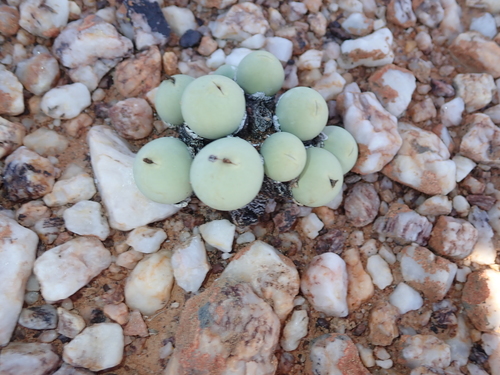 Conophytum calculus
