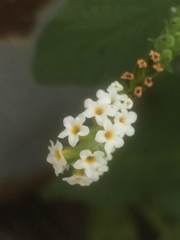 Heliotropium angiospermum