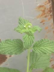 Heliotropium angiospermum