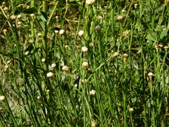 Baccharis juncea