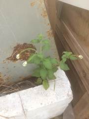 Heliotropium angiospermum