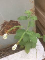 Heliotropium angiospermum