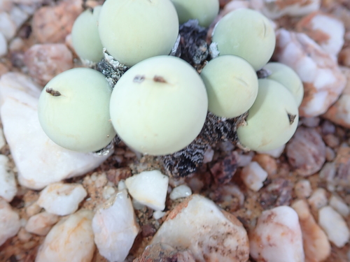 Conophytum calculus
