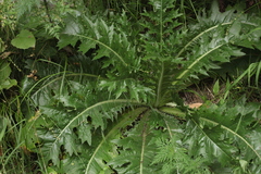 Carduus hamulosus