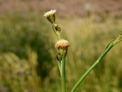 Baccharis juncea
