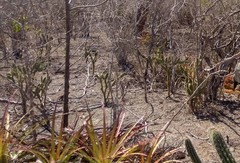 Tacinga palmadora