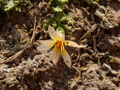 Mutisia sinuata