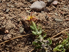 Mutisia sinuata