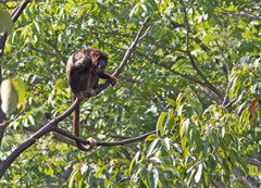 Alouatta belzebul
