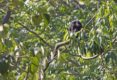 Alouatta belzebul