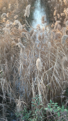 Phragmites australis
