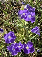 Gentianopsis thermalis