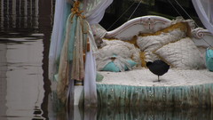 Fulica atra