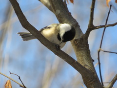 Poecile atricapillus