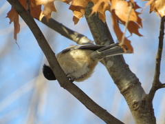 Poecile atricapillus