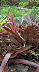 Aechmea catendensis