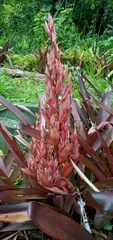 Aechmea catendensis