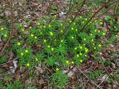 Anemonoides jenisseensis