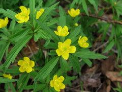 Anemonoides jenisseensis