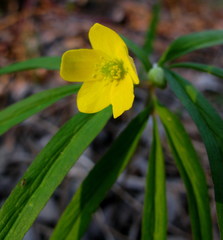 Anemonoides jenisseensis