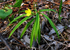 Anemonoides jenisseensis