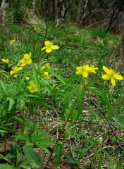 Anemonoides jenisseensis