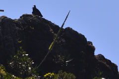 Agave obscura