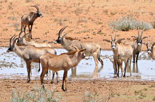 Roan Antelope