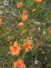 Melaleuca asterocarpa