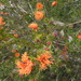 Melaleuca asterocarpa - Photo (c) Anneke Jonker, some rights reserved (CC BY-NC), uploaded by Anneke Jonker