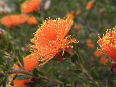 Melaleuca asterocarpa