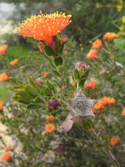Melaleuca asterocarpa