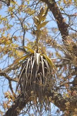 Tillandsia bourgaei