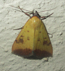 Phytometra subflavalis