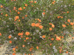 Melaleuca asterocarpa