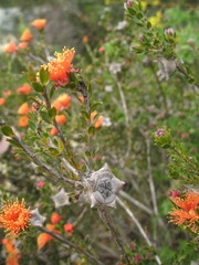 Melaleuca asterocarpa