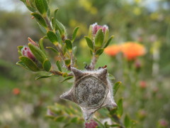 Melaleuca asterocarpa