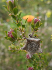 Melaleuca asterocarpa