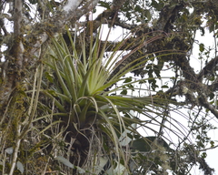 Tillandsia prodigiosa