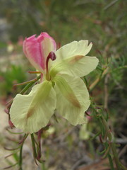 Lechenaultia linarioides