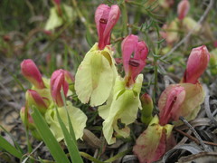 Lechenaultia linarioides