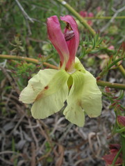 Lechenaultia linarioides